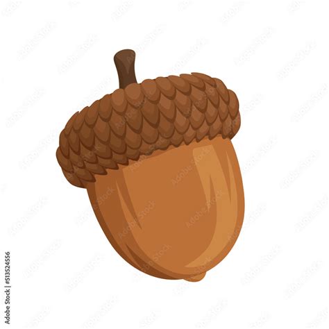 acorn cartoon drawing